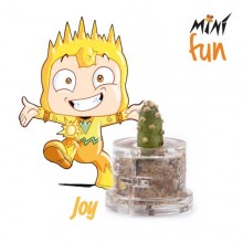 Mini Fun Joy – Mini-plantă pentru cei veseli și plini de viață